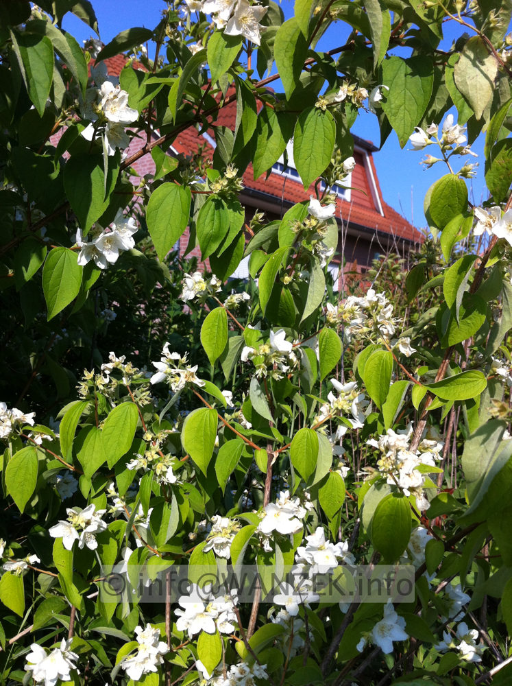 Philadelphus coronarius 3.JPG